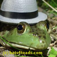 /home//u458753944/public_html/sourcegallery//Frogs/More bullfrogs/P7010218.JPG